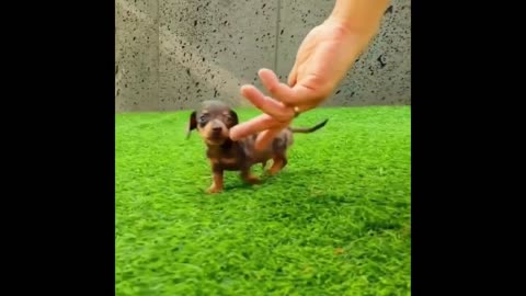 Funny Dachshund Doing Funny Things Compilation 2021