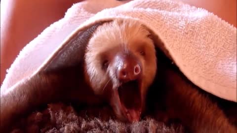 Baby Sloths Being Sloth 5