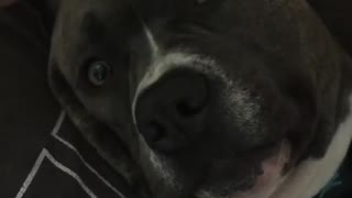 This pit bull sleeps with its tongue out - but just wait until the end!