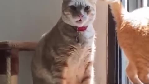 Cute crazy cat