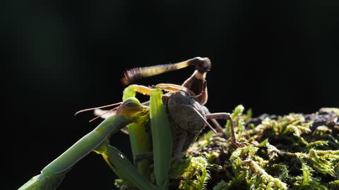 Wasp Annoying Praying Mantis While Eating in 4K