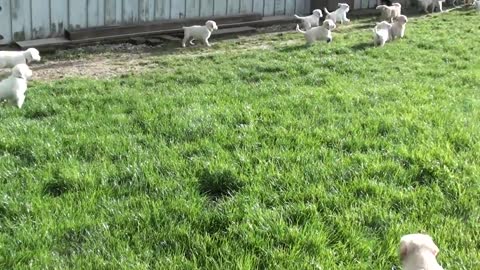 Cute Puppy In The Park