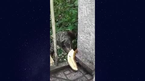 marmoset monkeys - living loose in the back of my father's house - 2022