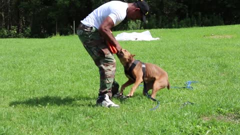 beginning of bite work hybrid pit bull shepherd training attack protection dog trained