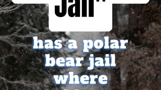 🐻‍❄️❄️⛄ POLAR BEARS GO TO JAIL? 🐻‍❄️❄️⛄
