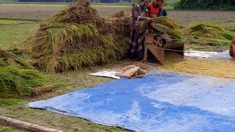 Village rice threshing scene