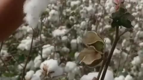 Amusing Cotton Picking!