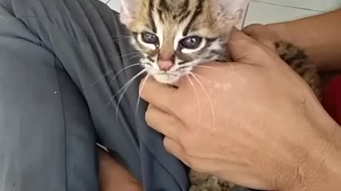 Kucing hutan/macan akar