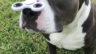 Perro balancea un Fidget Spinner en increíble cámara lenta