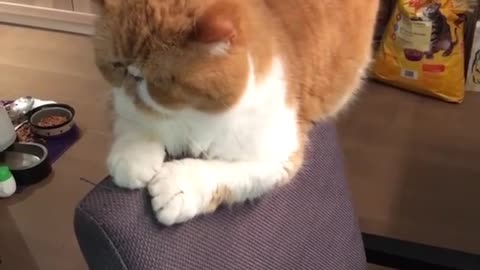 Cat decides to chill in very weird spot