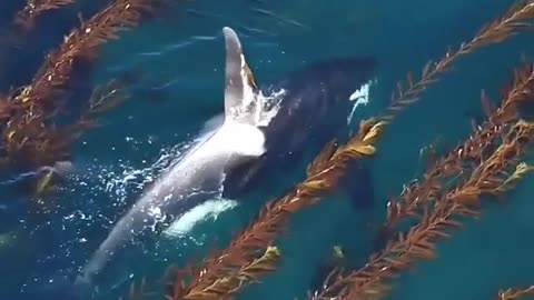 Orca-Killer whale cruising beautifully