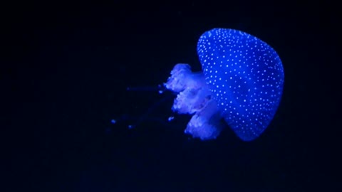 A Glowing Jellyfish. Sea Life Under the Dark