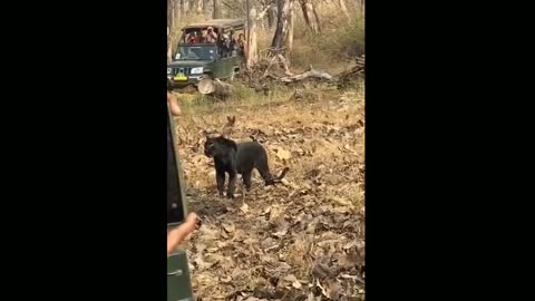 Rare Shots Emerge Of Black Panther Lurking In Wild