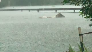 Horse Wades Through Floodwaters