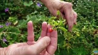 FALL GOJI BERRY HARVEST!