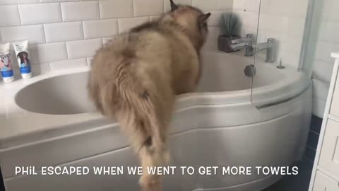 Giant Sulking Dog Hates Bath Time But Baby Helps Him (Cutest Duo EVER!!)-4