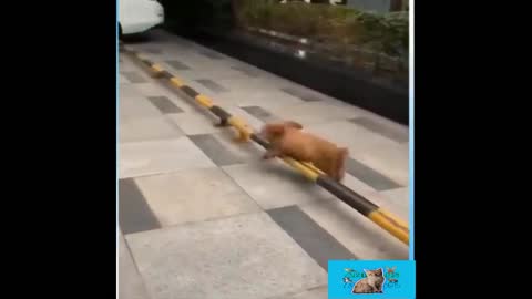 A dog who jumps barriers in a great way