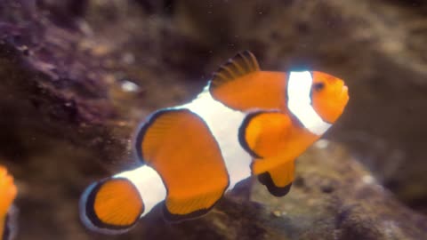 Clown Fish