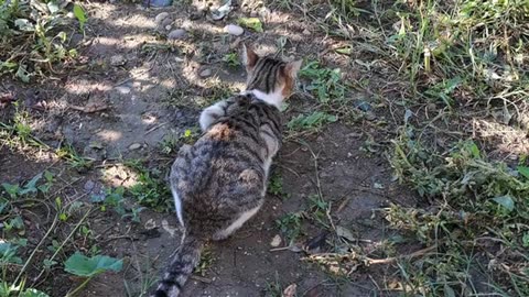 Cute street cat. Relaxing cat video.