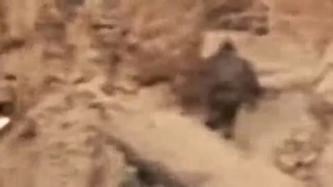 Sasquatch Videos - Bigfoot Footage - Mountain Monsters Swamp Creatures