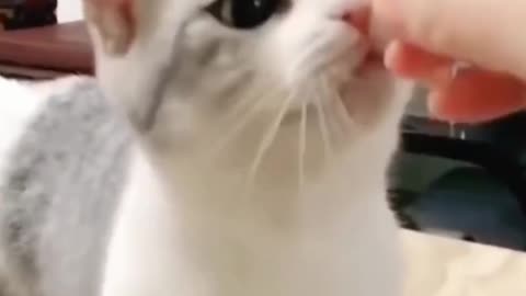 Cute and happy Kitten learning how to ask for food by ringing a bell - smart kitten