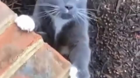 Cat funny video new popular