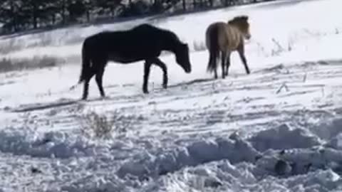 Tango and Jersey being frisky in the snow