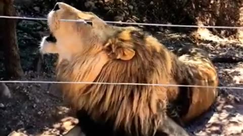 #shorts #youtube #shortsviral #shortsfeed #lion