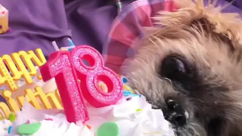 Dog birthday yearly