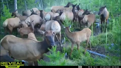 The Best Trail Camera Videos Compilation From 2024 In Idaho