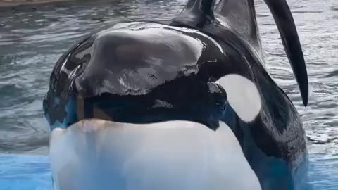 This beautiful orca says hello and ready for a selfie