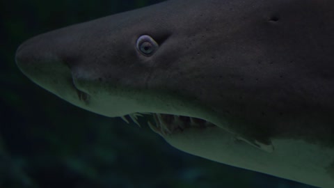 Wild shark in aquarium