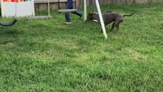 Pit Bull Chases A Kids