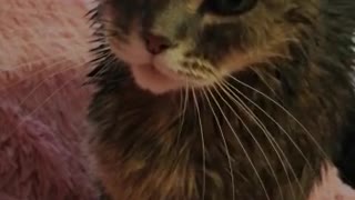 Displeased wet british cat. December 2019