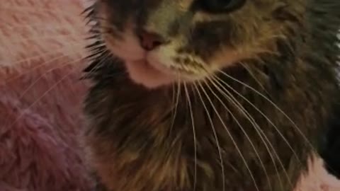 Displeased wet british cat. December 2019