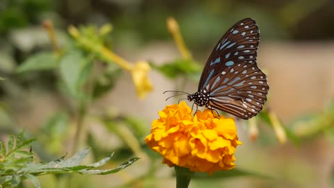 A wonderful butterfly flying and eating flowers