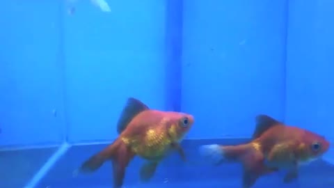 3 peixes dourados no aquário da loja, a sua beleza brilha [Nature & Animals]