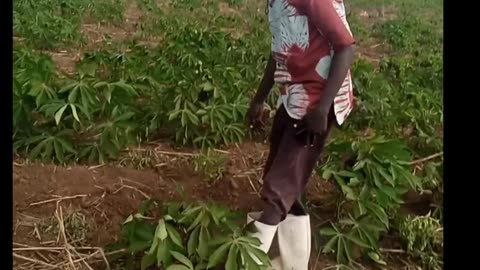 Why you should grow cassava