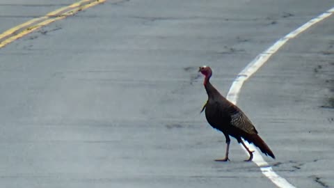 Wild Turkeys