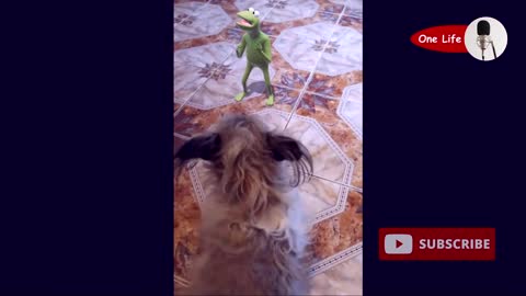 Funny dog and frog - EDEK