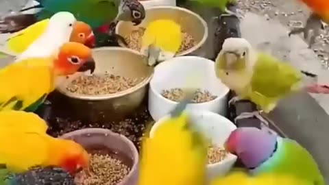 beautiful colorful birds