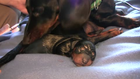 Puppy Birth love