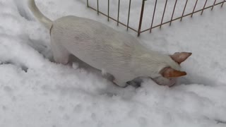 Puppy explores snow for the first time
