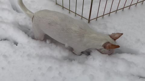 Puppy explores snow for the first time