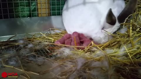 Wonderful rabbit giving birth to 18 baby's at home/Baby bunnies so cute!