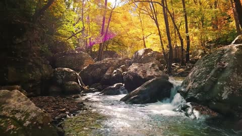 PEACEFUL FOREST STREAM SOUNDS