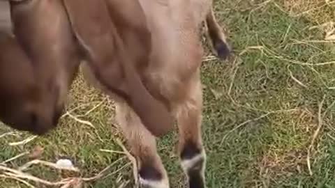 Dozens of baby goats - kids - jumping, and playing