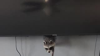 Raccoon Likes to Hide Behind Television