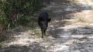 Wild Hog Taking A Stroll