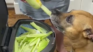 Dog Makes Excellent Kitchen Helper